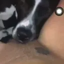 Best zoo girl seller discord icon