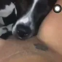 Best zoo girl seller discord icon