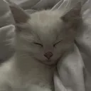 meow discord icon