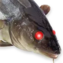 Norsk FGC