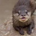 otter.gg