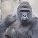 Harambe Discord