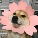 Пакет и его друзья