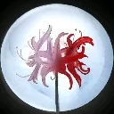 Lycoris