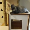SerenityMEOW