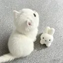 bleh