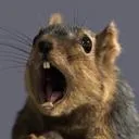 Squirrel Army