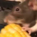 Ratcord