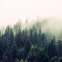 Forest Wardens
