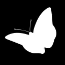 Little White Butterflies