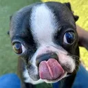 RarePuppers