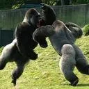 Toxic Bonobo Pit