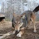 Oklahoma Furries CENTRAL