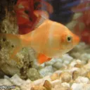Fishie's Discord