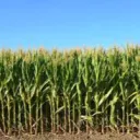 Cornhub