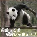 熊猫交流ch