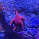 Thicker Than A Snicker