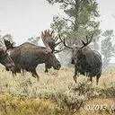 [SH] The Herd