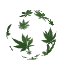 og kush