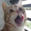 yoshi's lick