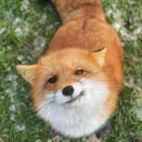 Discovery icon for fox Discord server