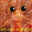 Krill Zone