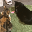 Discovery icon for suppysisters Discord server