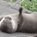 Obvious Otters