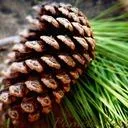 Pinecones