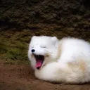 The Fox's Den