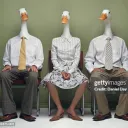 The Council of the Silly Geese