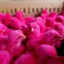 the pink chicks