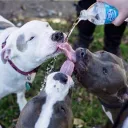 DogDishKrew