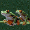 FrogSquad