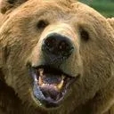 The Bear Cave