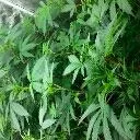 HomeGrown