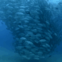 RiverTuna