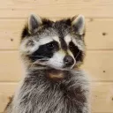 Trash Pandas