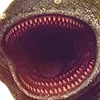 Discovery icon for Final Fantasy TCG (FFTCG) Discord server