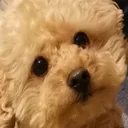ワンコ大好きサーバー