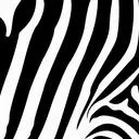 The Safari