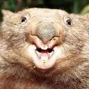 Schrödingers Wombats