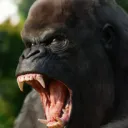 Muffled Gorilla Violence