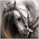 BDO Horse Community