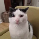 Socks Required