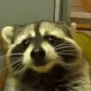 🦝 Ratonii 🏖