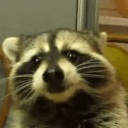 🦝 Ratonii