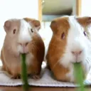 Tiny Jebaitables