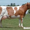 Chocolate Milk