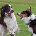 In Dire Straits (dogs)